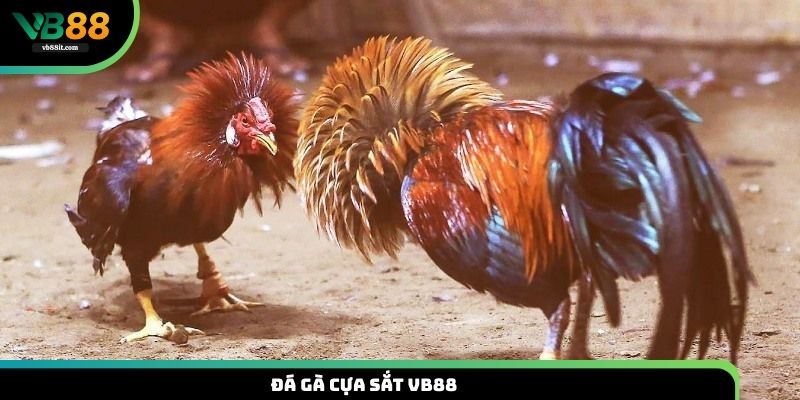 đá gà cựa sắt