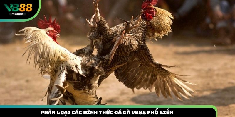 Những hình thức chọi kê thịnh hành